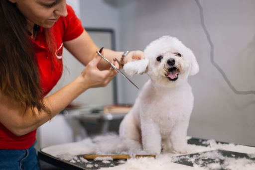 Pet Grooming Business